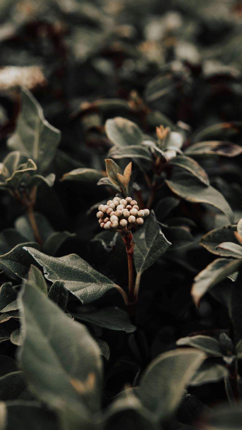 Die besten Tipps für die Pflege Ihrer Gartenpflanzen