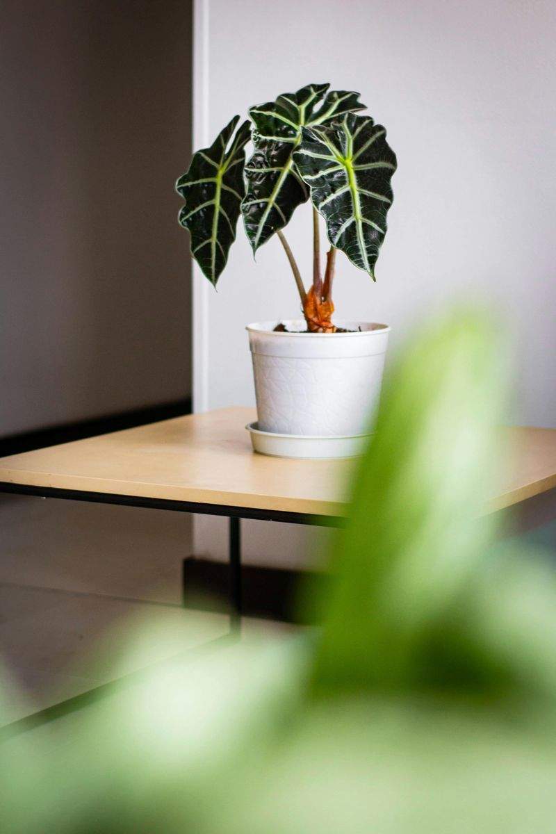 Grüne Oase GmbH - Image 3